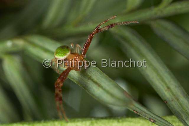 Thomisidae_MG_0058.JPG - France, Araneae, Thomisidae, Araignée-crabe (Ebrechtella tricuspidata), jeune mâle, Crab spider